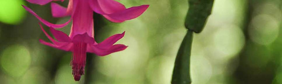 Uma bela e delicada orquídea no Vale da Luva, 2o dia de caminhada na travessia do Parque Nacional da Serra dos Órgãos, no Rio de Janeiro